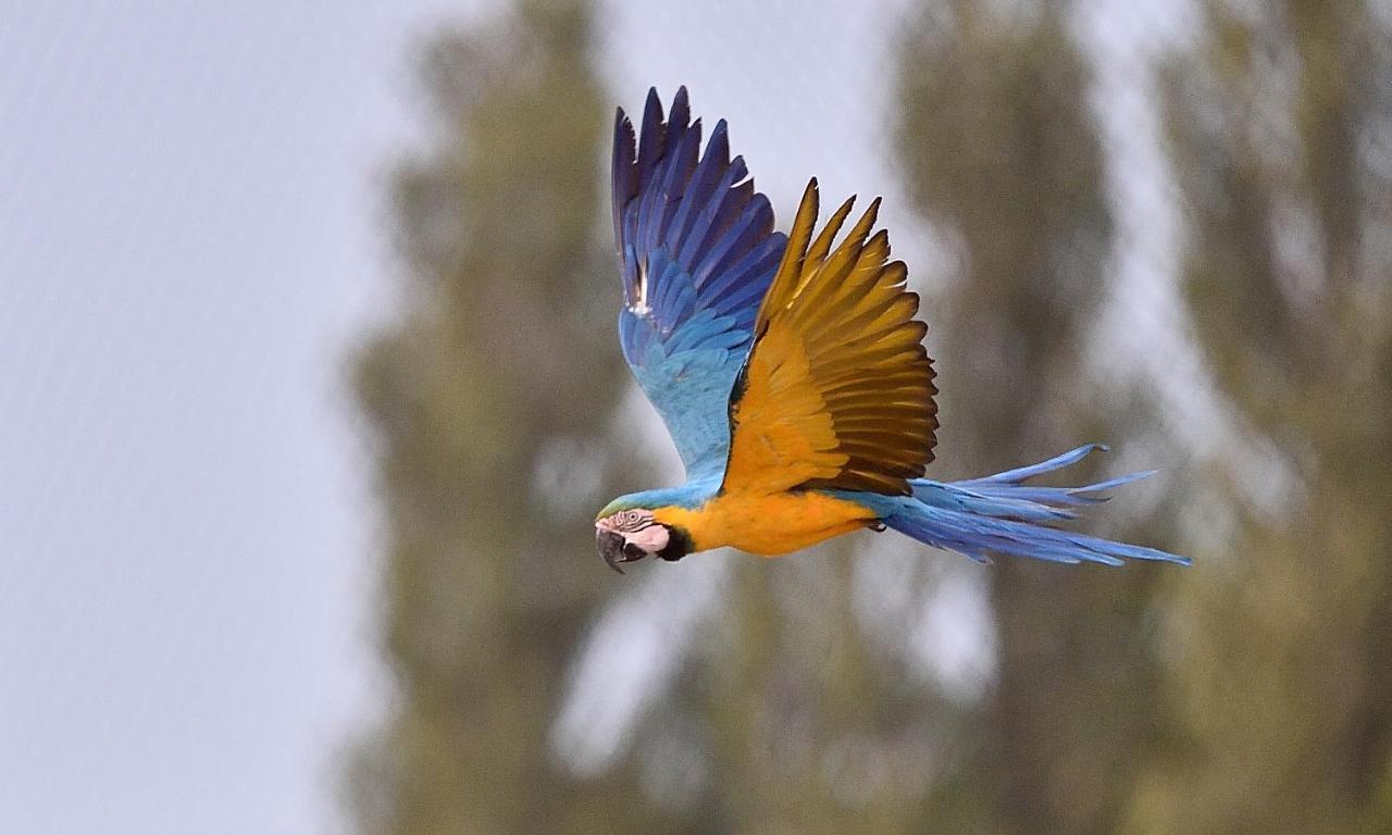 Parrot World - Les Lodges 克雷西拉沙佩勒 外观 照片