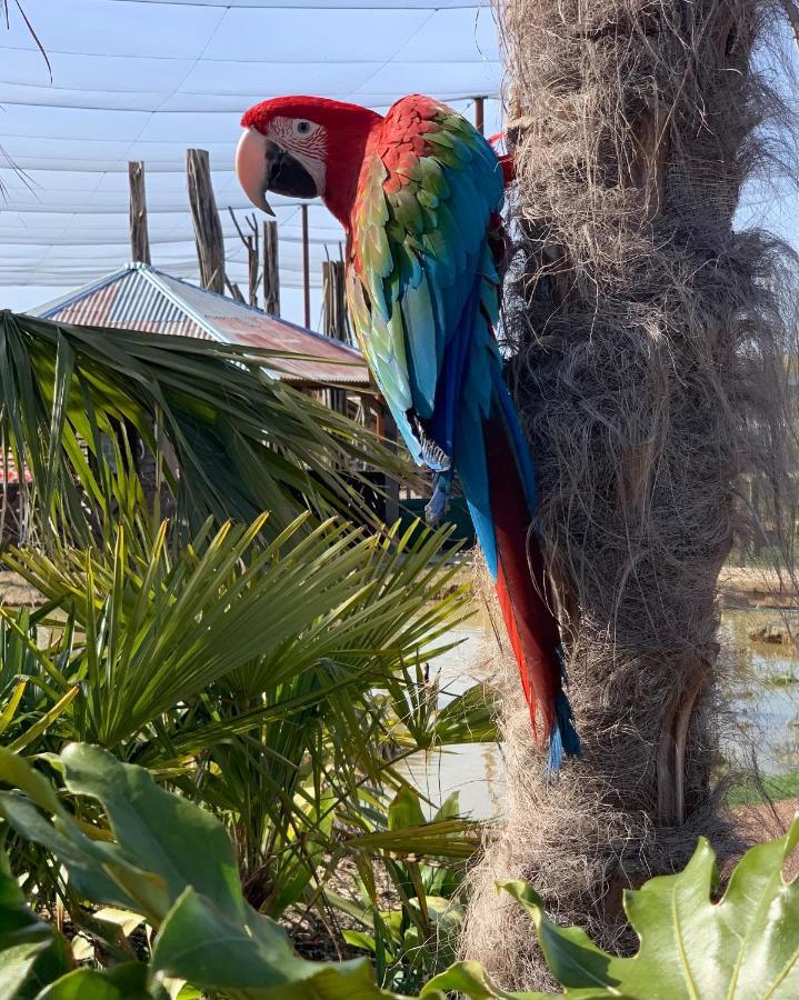 Parrot World - Les Lodges 克雷西拉沙佩勒 外观 照片
