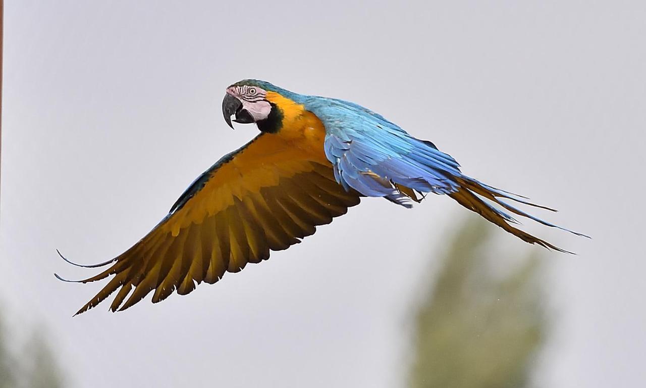 Parrot World - Les Lodges 克雷西拉沙佩勒 外观 照片