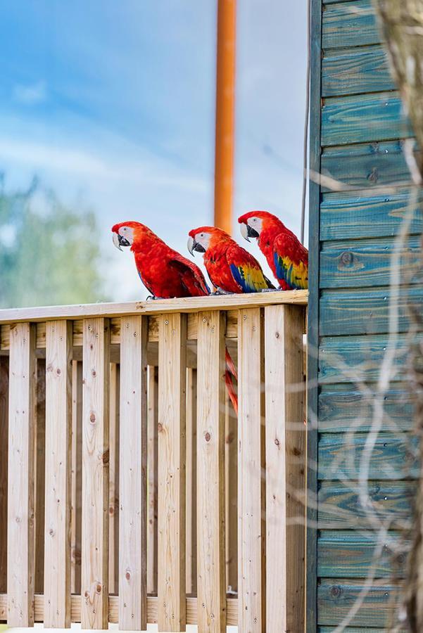 Parrot World - Les Lodges 克雷西拉沙佩勒 外观 照片